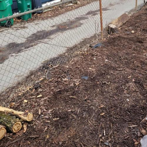 Backyard in Twin Cities after professional dog poop cleanup by Poo Force Premium