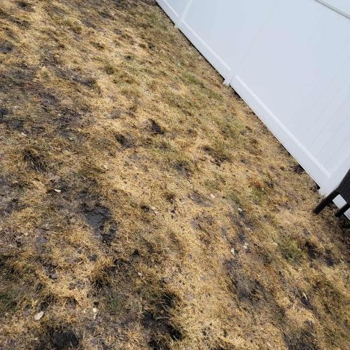 clean-backyard-after-dog-poop-removal-twin-cities