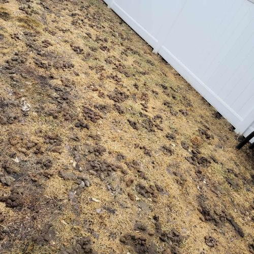 Unclean Twin Cities yard with dog waste before Poo Force Premium cleanup